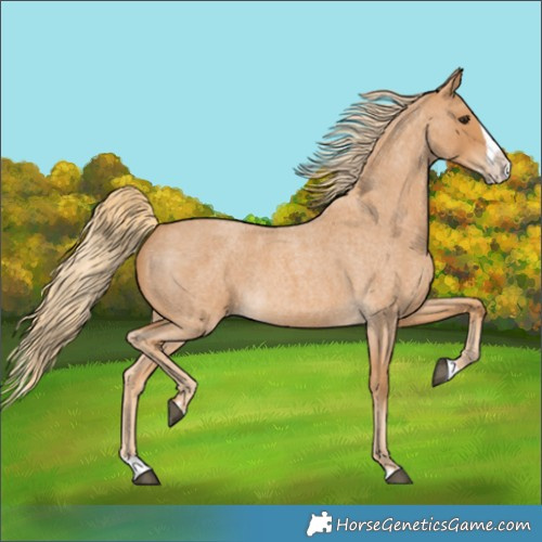 Horse Color:Red Roan Splash