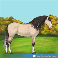 Horse Color:Bay Dun Splash 