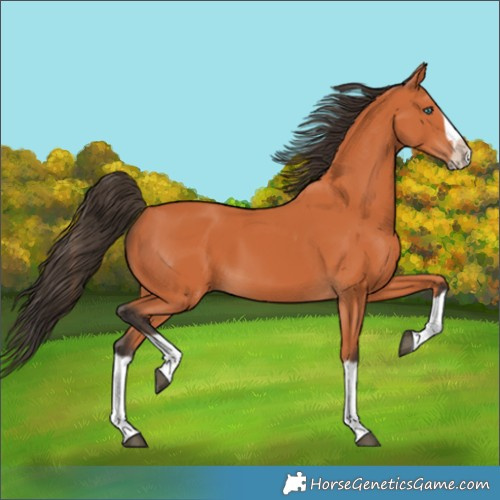 Horse Color:Bay Splash Frame 