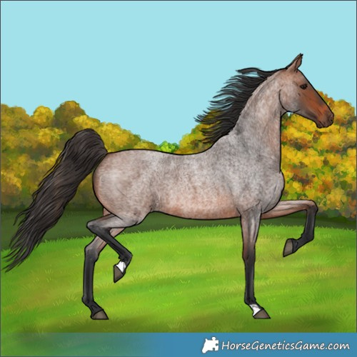 Horse Color:Bay Roan 