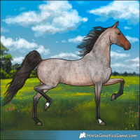 Horse Color:Bay Roan