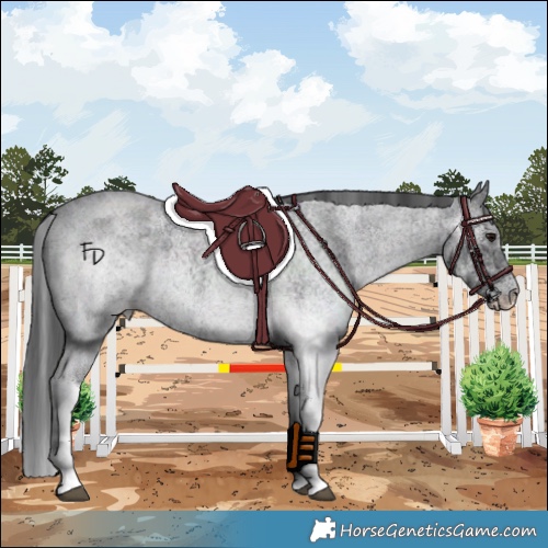Horse Color:White Spotted Blue Roan 