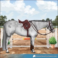 Horse Color:White Spotted Blue Roan 