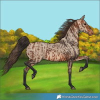 Horse Color:Bay Appaloosa  and Bay Dun Appaloosa 