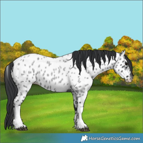 Horse Color:Blue Roan Tobiano Near Leopard 