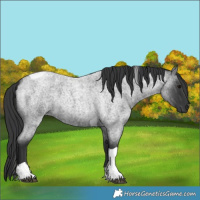 Horse Color:Unknown 