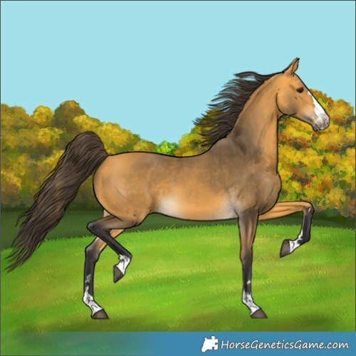 Horse Color:Buckskin 