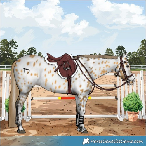 Horse Color:Buckskin Appaloosa 