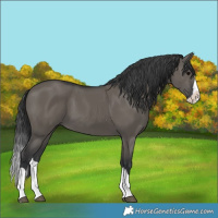 Horse Color:Grullo Splash