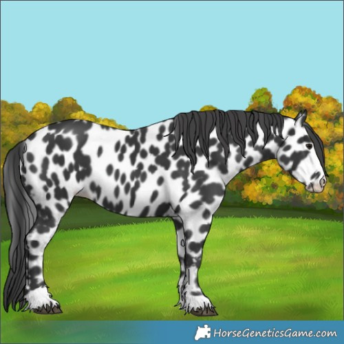 Horse Color:Black Leopard