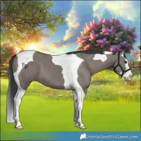 Horse Color:Grullo Splash Tobiano 