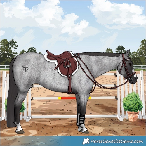 Horse Color:Smoky Blue Roan 