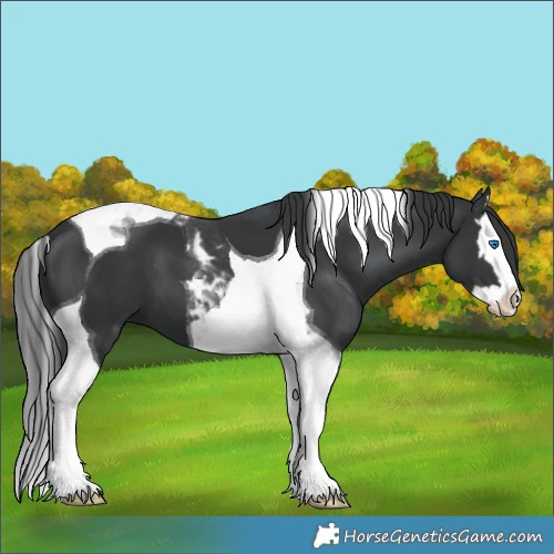 Horse Color:Black Splash Tobiano