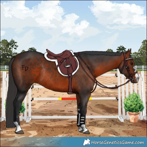 Horse Color:Brown Rabicano 