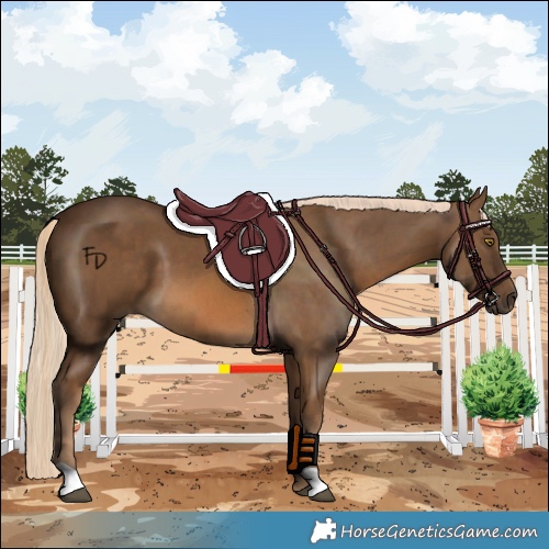 Horse Color:Chocolate Palomino 
