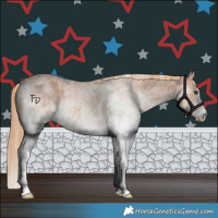 Horse Color:White Spotted Red Roan 