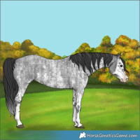 Horse Color:Blue Roan Sabino Splash and Blue Roan Sabino Splash