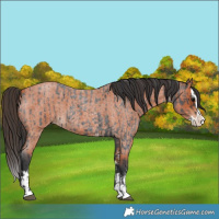 Horse Color:Blue Roan Sabino Splash and Bay Roan Sabino Splash