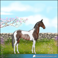 Horse Color:Liver Chestnut Tobiano Rabicano 