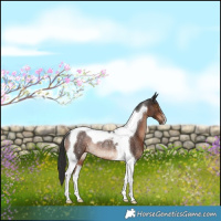 Horse Color:Liver Chestnut Tobiano Rabicano