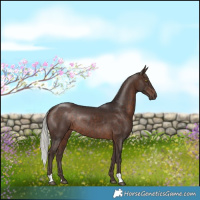 Horse Color:Silver Brown Rabicano 
