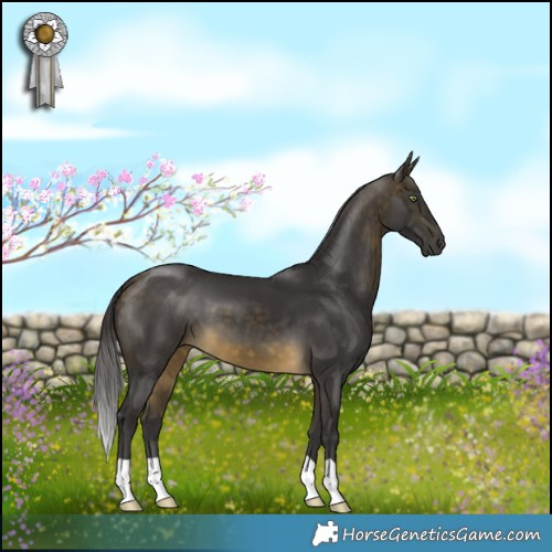 Horse Color:Buckskin 