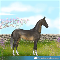 Horse Color:Buckskin