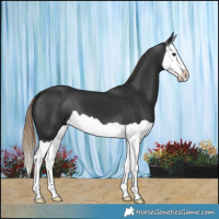 Horse Color:Liver Chestnut Splash 