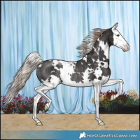 Horse Color:White Spotted Liver Chestnut Splash Rabicano 