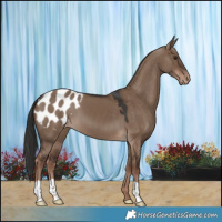 Horse Color:Liver Red Dun Appaloosa 