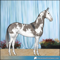 Horse Color:White Spotted Grullo Mushroom Splash 