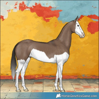 Horse Color:Liver Red Dun Splash 