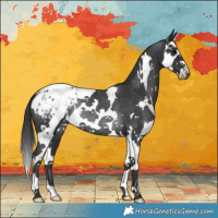Horse Color:White Spotted Black Splash Blanket Rabicano 