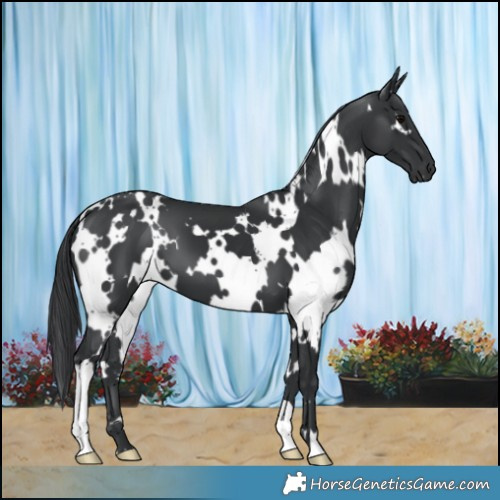 Horse Color:White Spotted Black 
