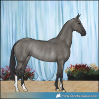 Horse Color:Grullo Rabicano 