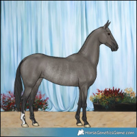 Horse Color:Grullo Rabicano 