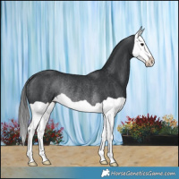 Horse Color:Black Splash Rabicano 