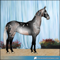 Horse Color:Gray White Spotted Silver Brown Splash Tobiano 