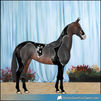 Horse Color:Brown Tobiano Rabicano 