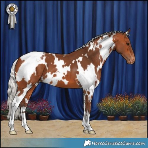 Horse Color:White Spotted Silver Bay Appaloosa