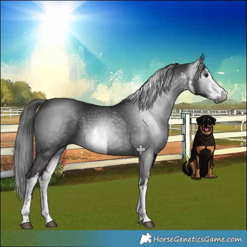 Horse Color:Gray White Spotted Liver Chestnut 