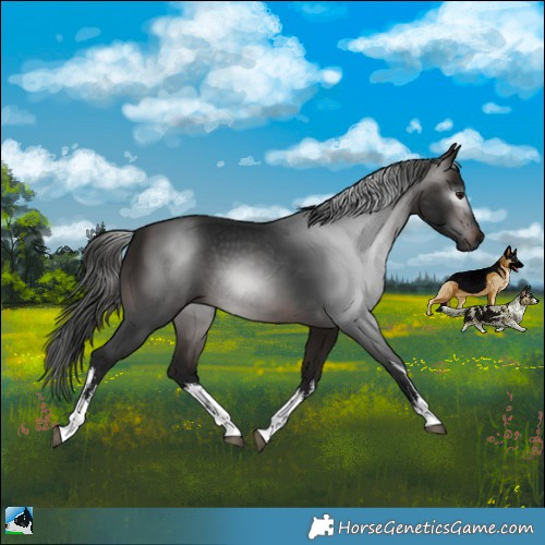 Horse Color:Gray White Spotted Bay