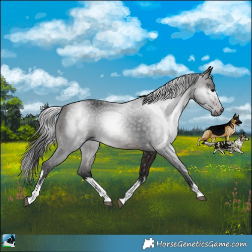 Horse Color:Gray White Spotted Bay 