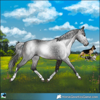 Horse Color:Gray White Spotted Bay 