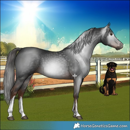 Horse Color:Gray White Spotted Liver Chestnut 
