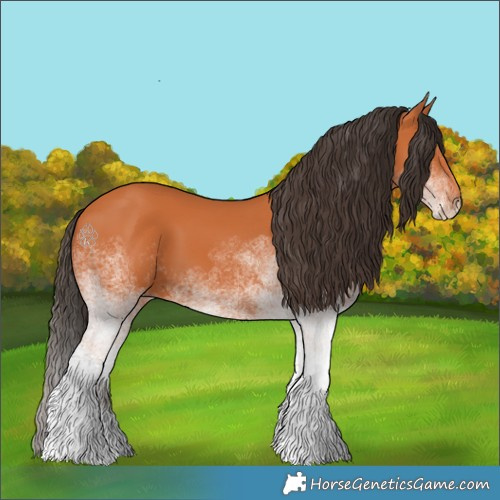 Horse Color:White Spotted Bay