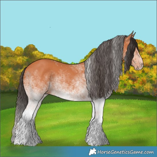 Horse Color:White Spotted Bay 