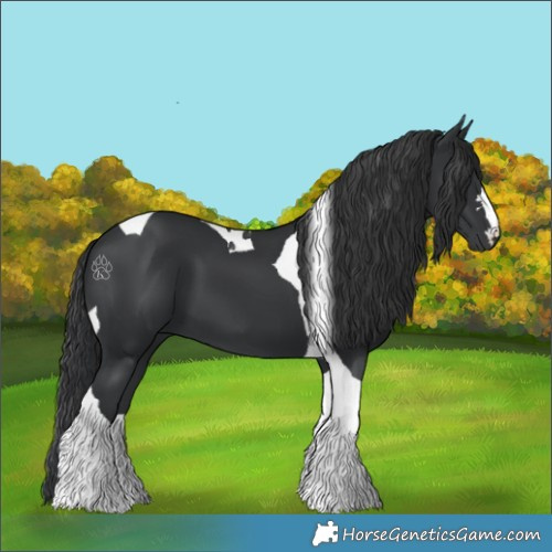 Horse Color:Black Tobiano