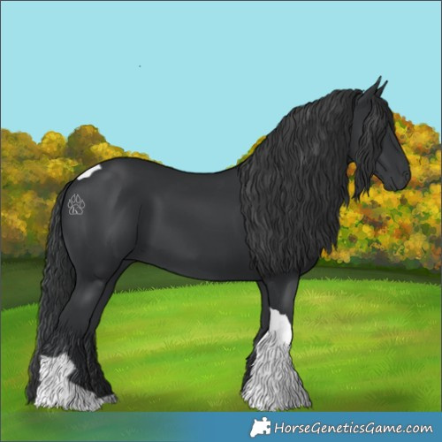 Horse Color:Black Tobiano 