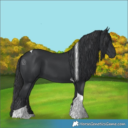 Horse Color:Black Tobiano